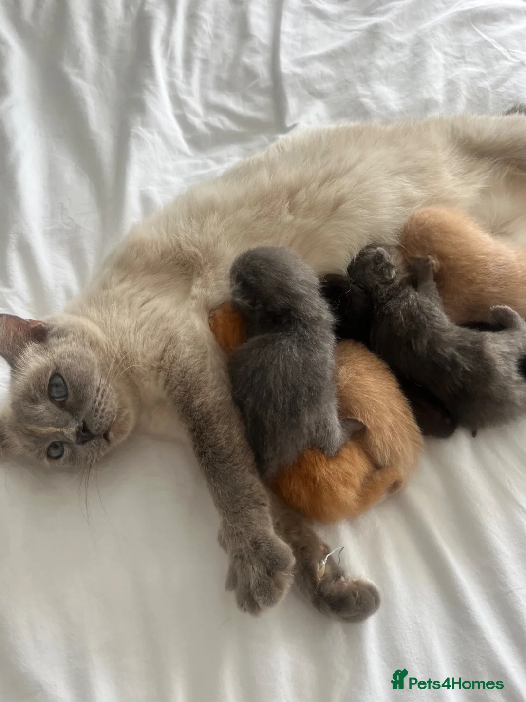 Ragdoll cats for sale: Pretty ragdoll X short hair friendly girl kittens  - Advert 1