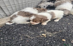 Cockapoo dogs for sale: Cockapoo puppies 🐶  - Image 24