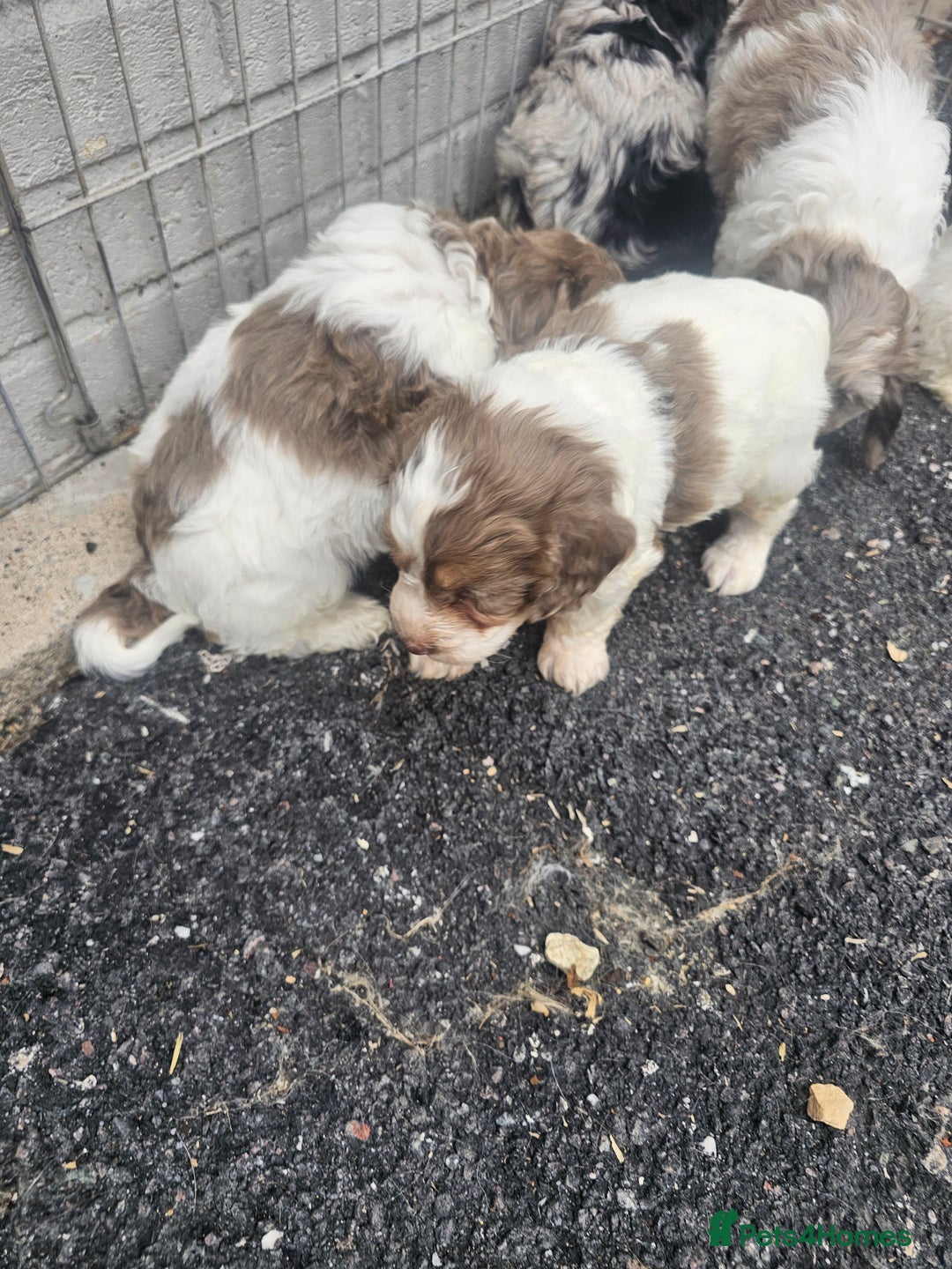 Cockapoo dogs for sale: Cockapoo puppies 🐶  - Image 24