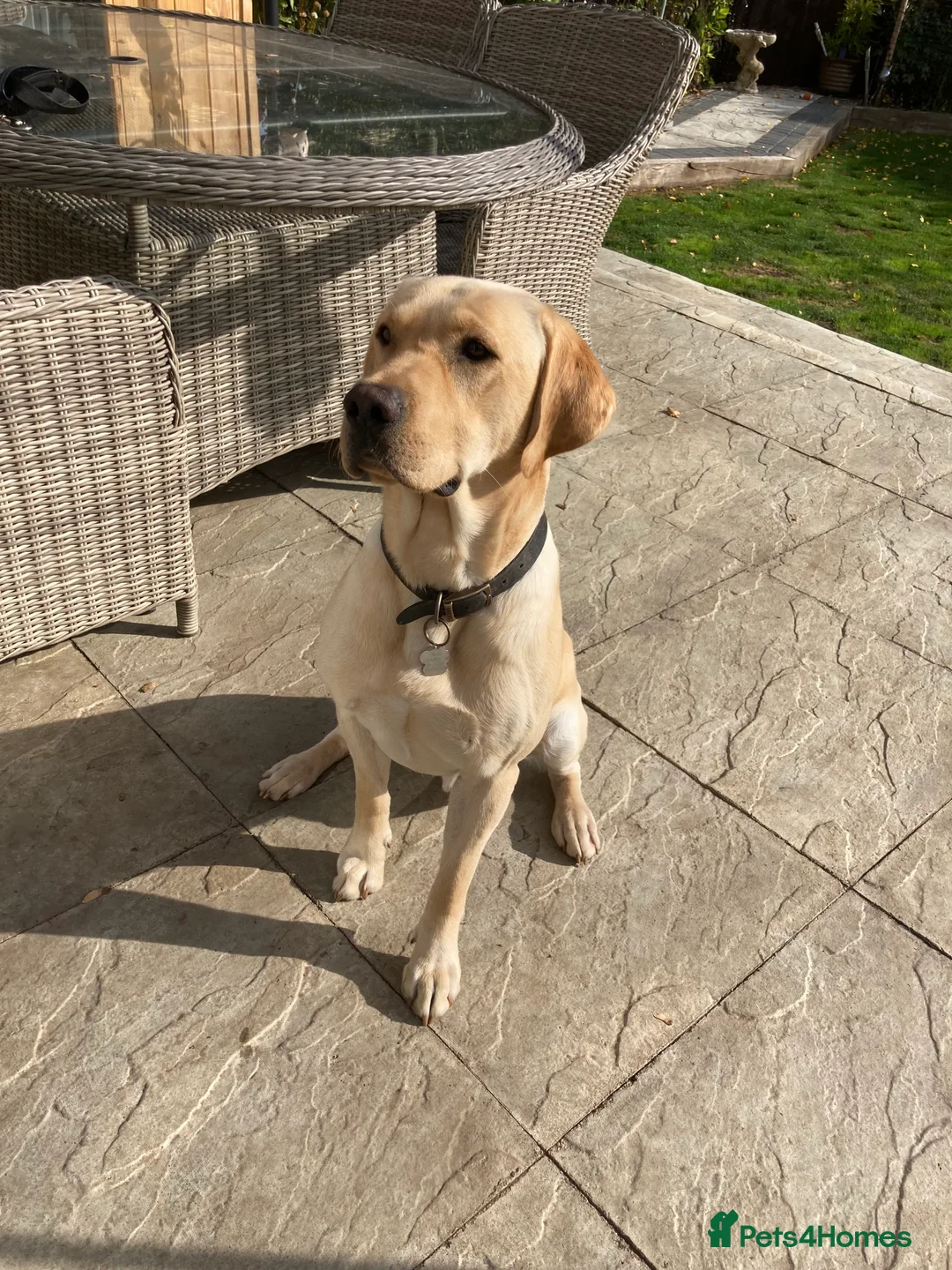 Labrador Retriever dogs for stud: KC REGISTERED STUD DOG in Trowbridge - Advert 4