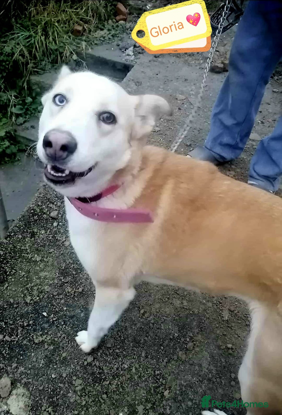 Mixed Breed dogs for adoption: 💖🐶 GLORIA 🐶💖 - Advert 1