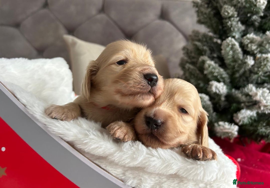 Miniature Dachshund dogs for sale: Kc registered longhaired miniature dachshunds  - Advert 2