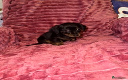 Mixed Breed dogs for sale: Chiweenies for sale - Advert 7