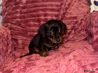 Mixed Breed dogs Chiweenies for sale - Advert 2
