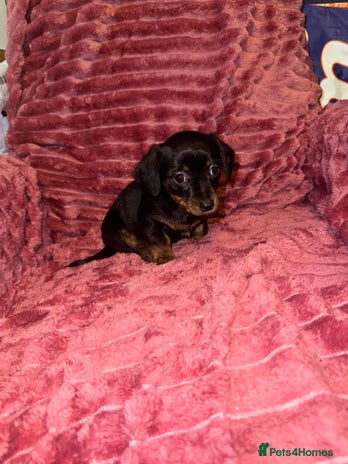 Mixed Breed dogs Chiweenies for sale - Advert 12