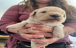 Mixed Breed dogs for sale: Multi generational goldendoodle puppies - Image 25