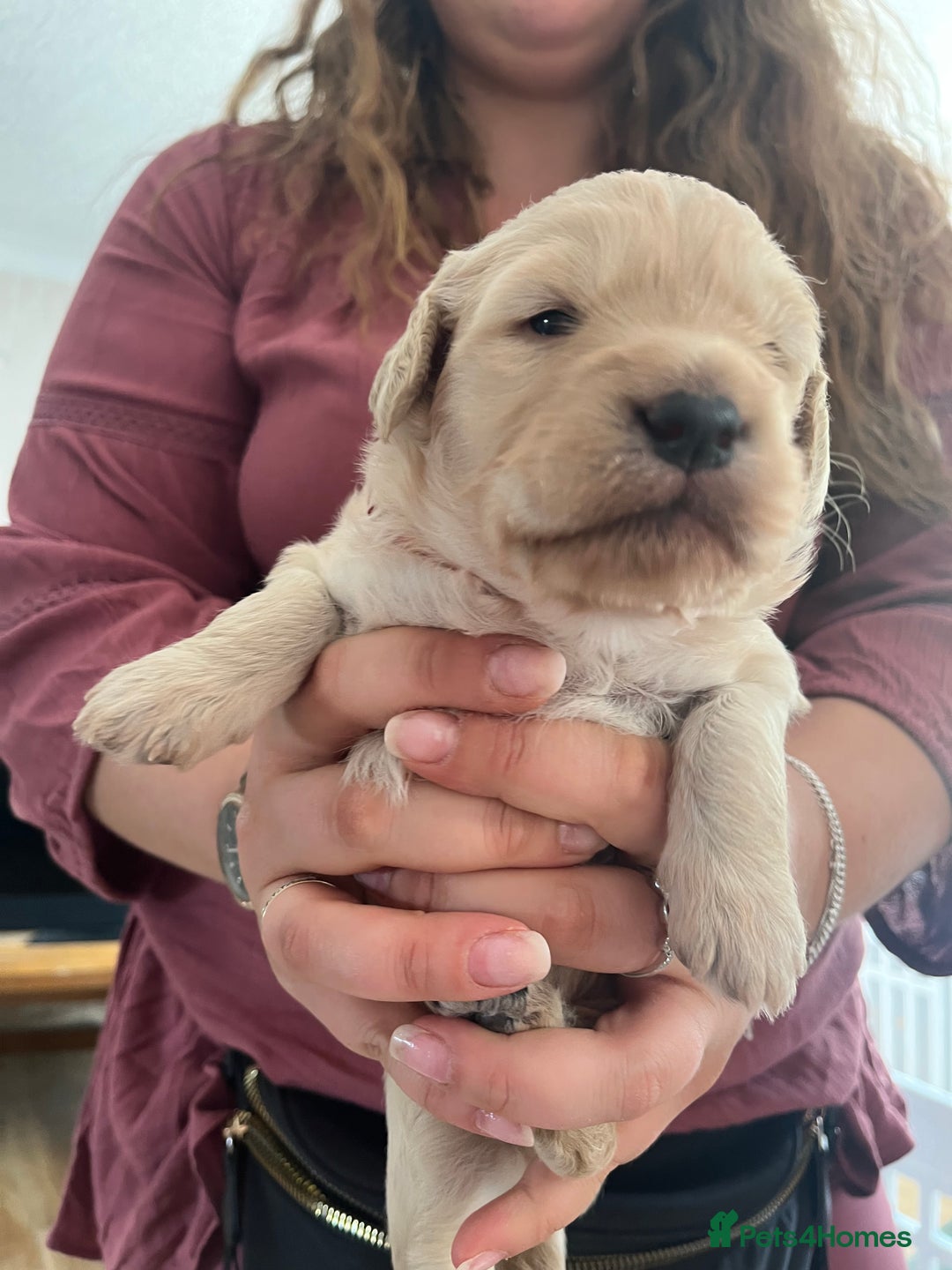 Mixed Breed dogs for sale: Multi generational goldendoodle puppies - Image 25