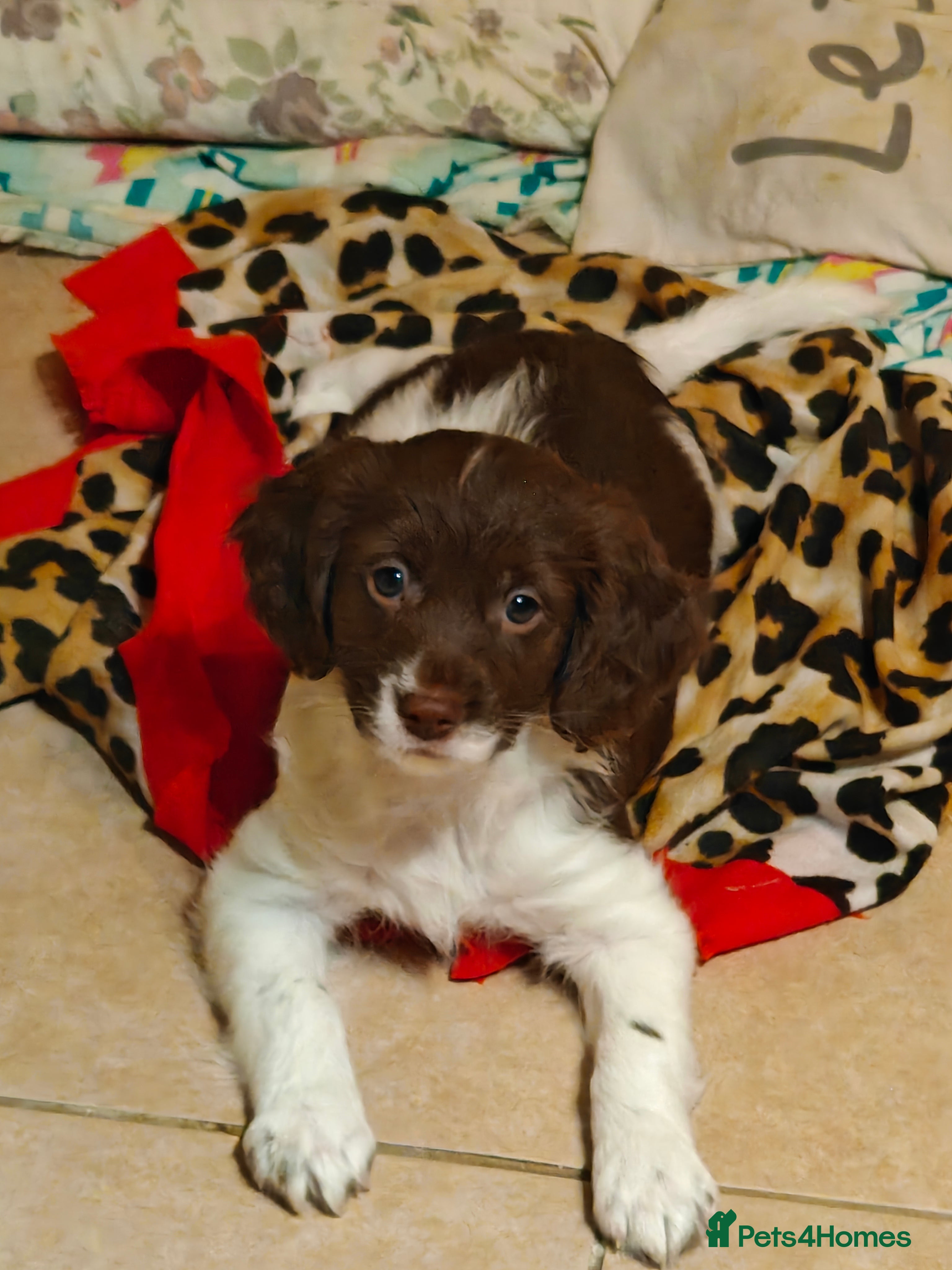 Sproodle dogs English springer spaniel& Cavapoo low shedding - Advert 1