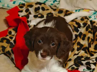 Sproodle dogs English springer spaniel& Cavapoo low shedding - Advert 1