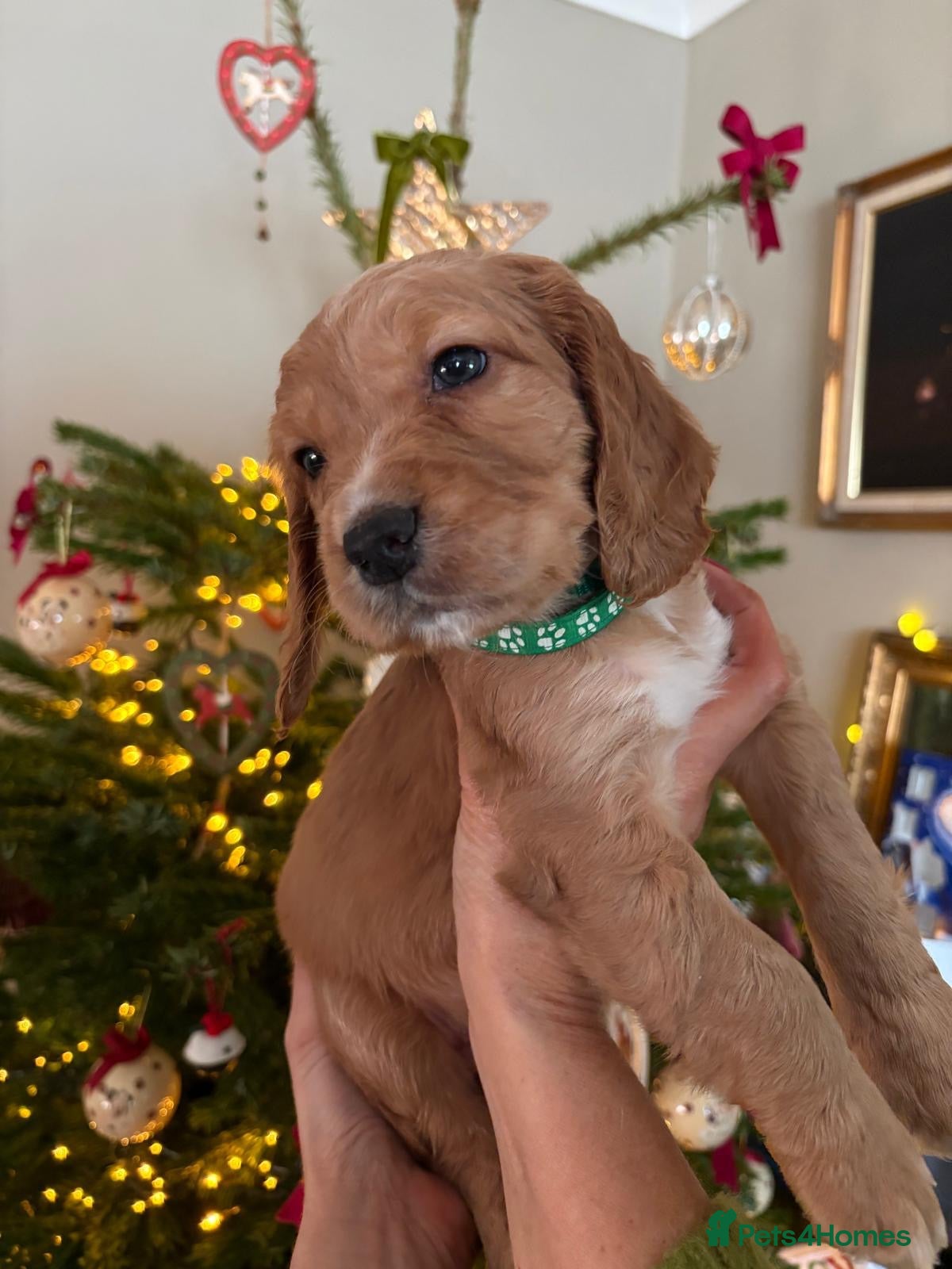 Cocker Spaniel dogs One remaining KC reg working cocker spaniel boy - Advert 18