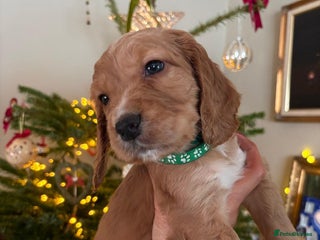 Cocker Spaniel dogs One remaining KC reg working cocker spaniel boy - Advert 18