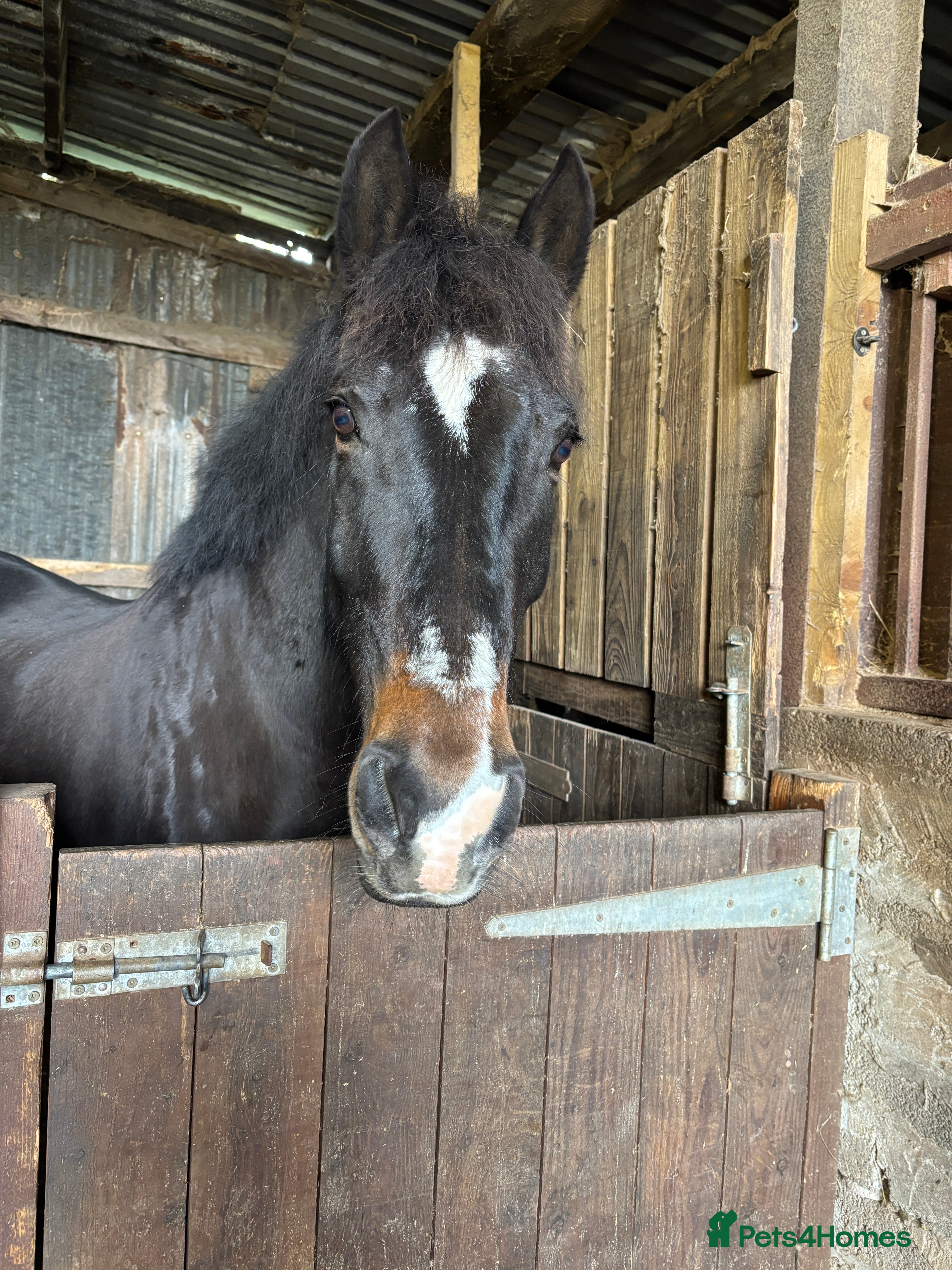 PRE horses Vinny 15.2h 16 year old PRE - Advert 1