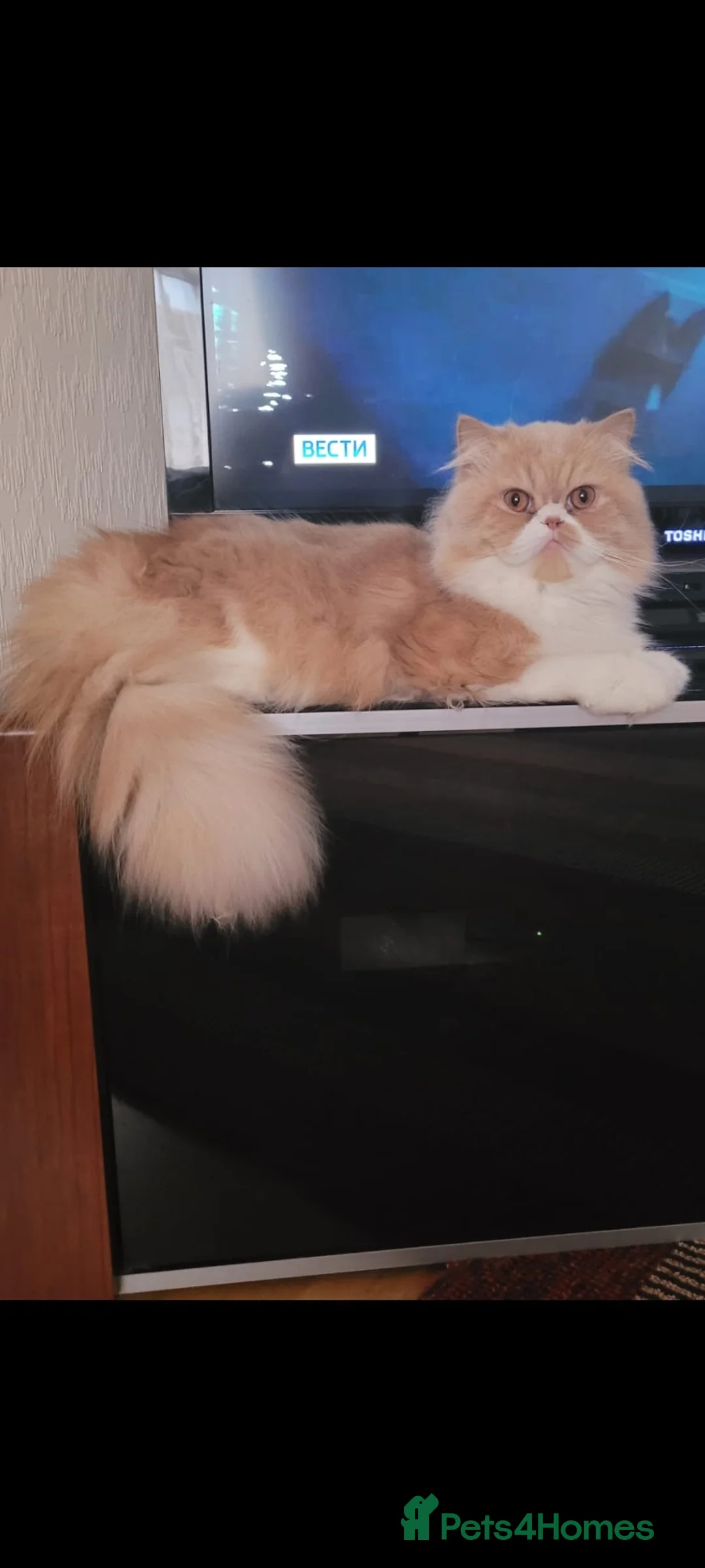 Persian cats for sale: Gorgeous Persian girl looking for a loving home  in Manchester - Advert 8