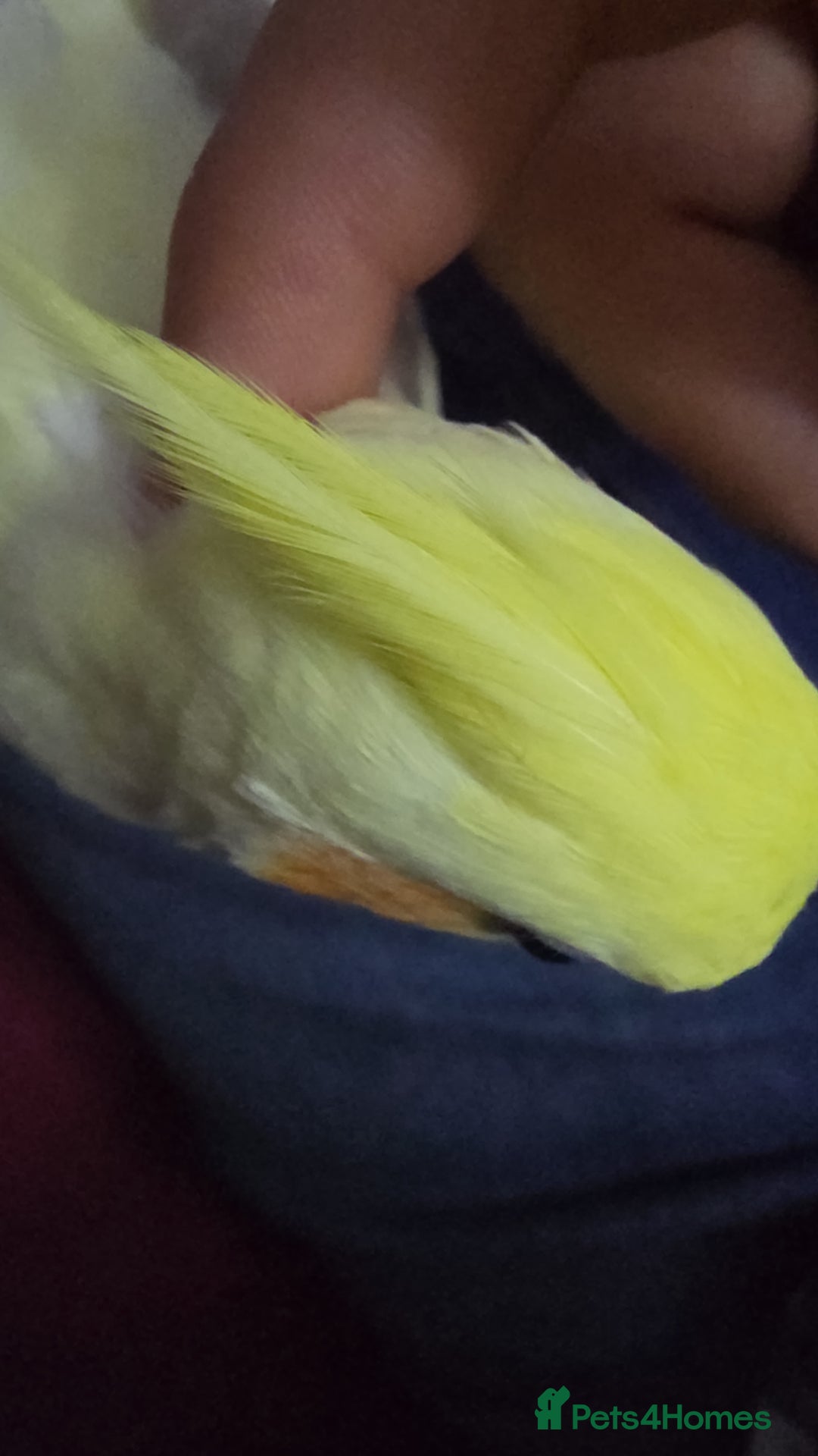 Cockatiels birds for sale: Cockateil for rehoming - Advert 2