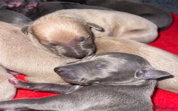 Italian Greyhound dogs for sale: Wiggys Italian whippet puppies - Image 2