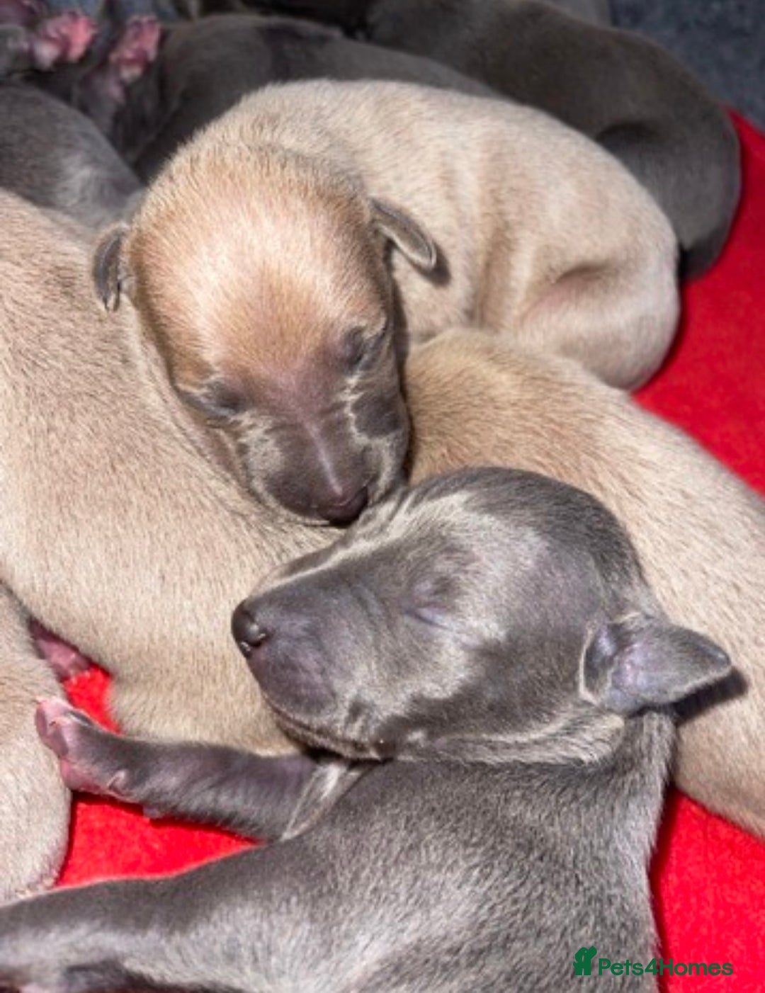 Italian Greyhound dogs for sale: Wiggys Italian whippet puppies - Image 2