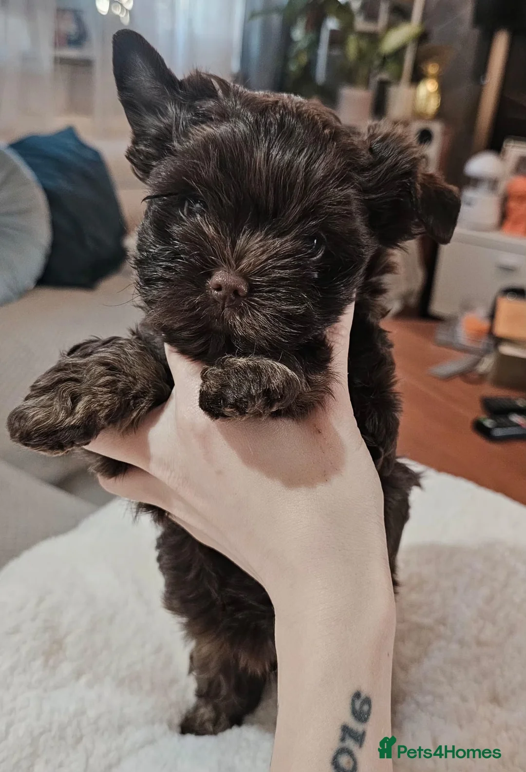 Yorkshire Terrier dogs for sale: Beautiful Chocolate Yorkshire Terrier Puppies in Blackburn - Advert 2