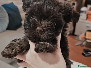 Yorkshire Terrier dogs Beautiful Chocolate Yorkshire Terrier Puppies - Advert 6