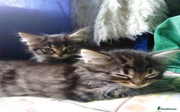 Domestic Shorthair cats for sale: Beautiful kittens looking for, forever homes. - Image 5