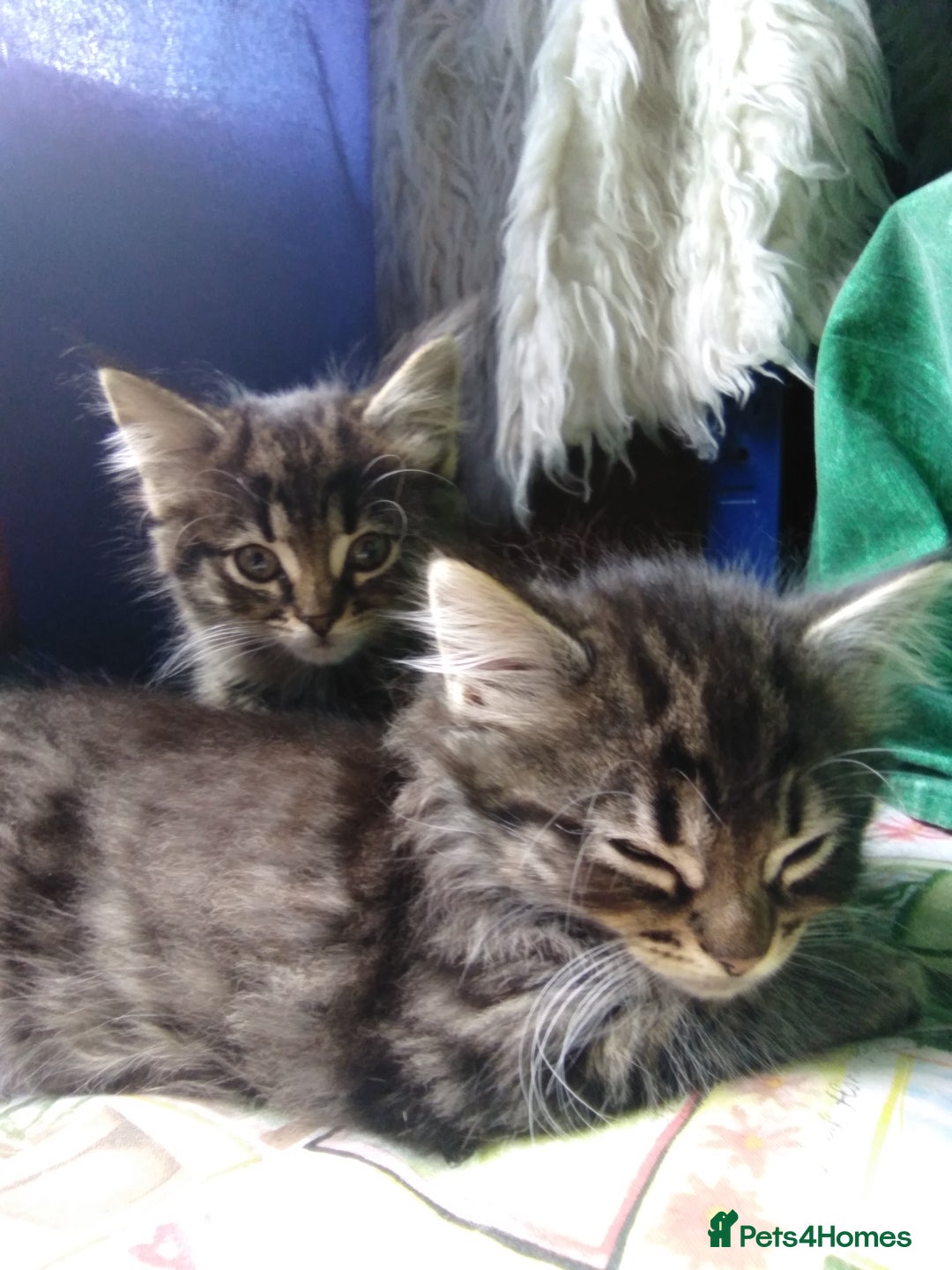 Domestic Shorthair cats for sale: Beautiful kittens looking for, forever homes. - Image 5