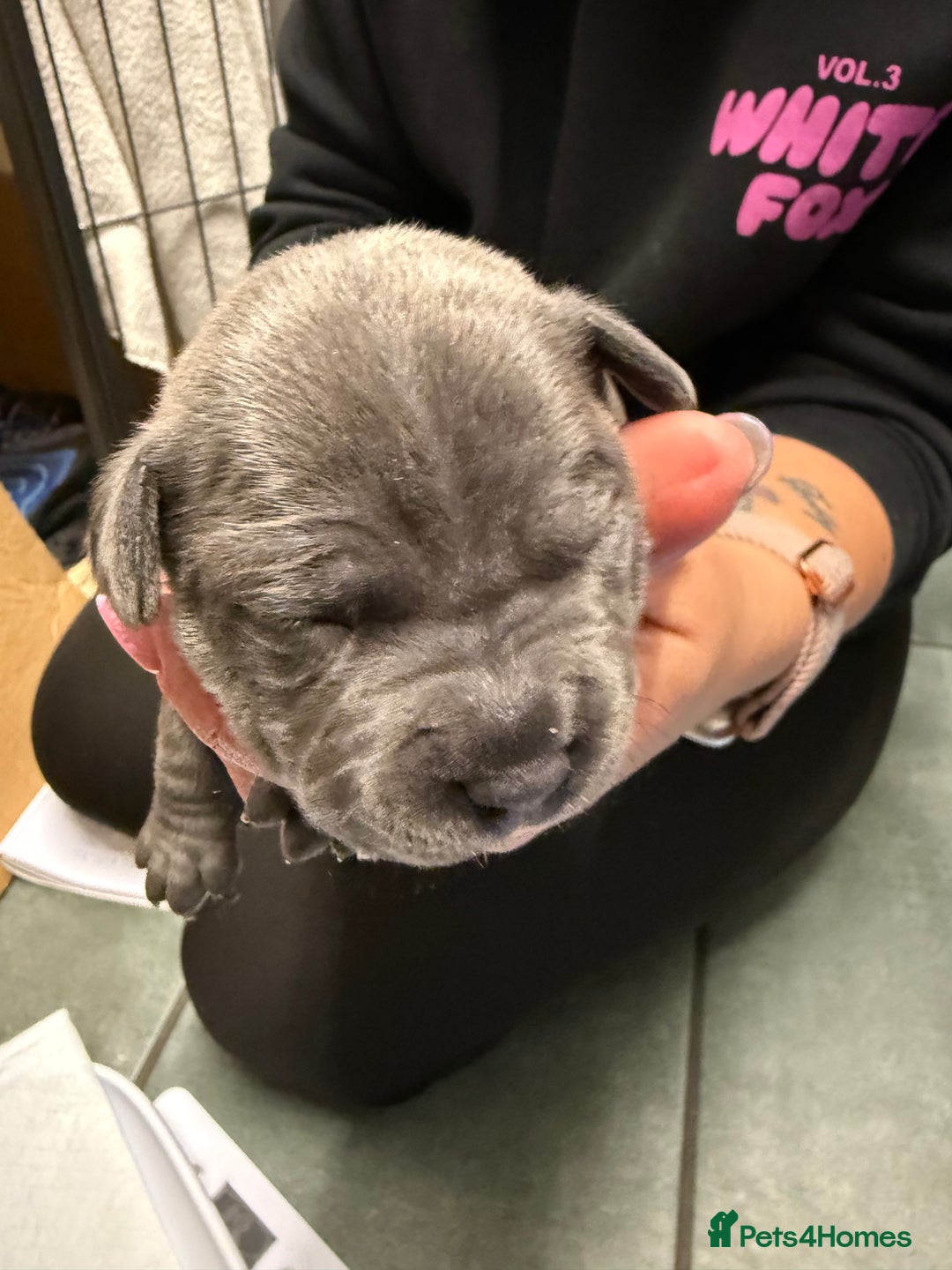 Staffordshire Bull Terrier dogs for sale: Blue Staffordshire bull terrier staffy  - Advert 22