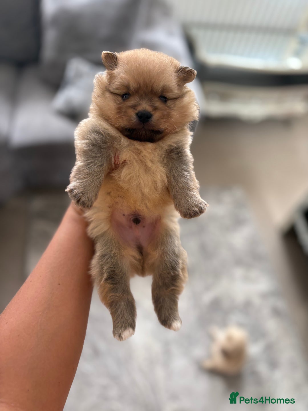 Pomeranian dogs for sale: Pomeranian puppies girl and boy  - Image 9