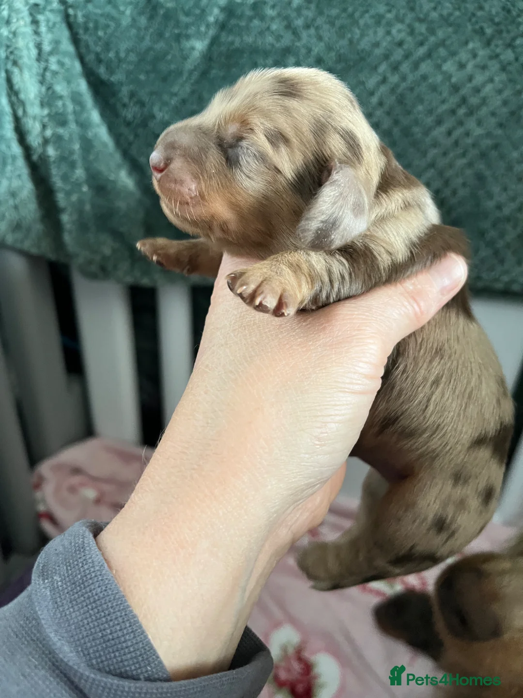 Dachshund dogs for sale: Longhaired miniature dachshund - Advert 2