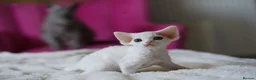 Devon Rex cats for sale: ❤️ Pure Line Devon Rex Kittens Available ❤️ - Advert 37