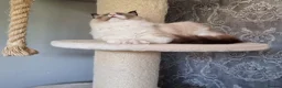 Ragdoll cats for sale: Tica registered Amazing quality kittens - Advert 8