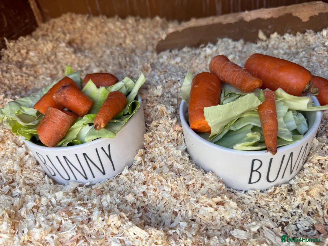 Mixed Breed rabbits for sale: Two gorgeous bonded boy rabbits for sale - Advert 15