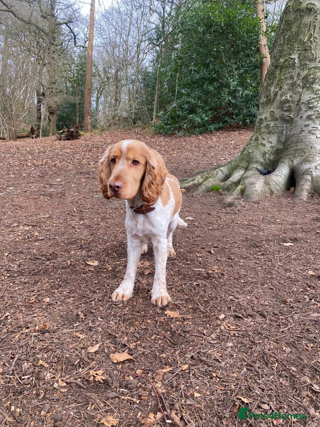 Cocker Spaniel dogs for stud: KC Reg Show Cocker Spaniel- Extensively DNA tested in Warrington - Image 2
