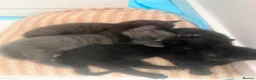 Mixed Breed cats for sale: Adorable 8 WO Kittens Looking for Loving Homes - Advert 6