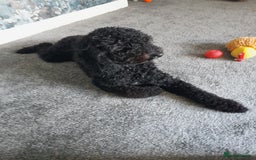 Cockapoo dogs for sale: Cockapoo - Image 5