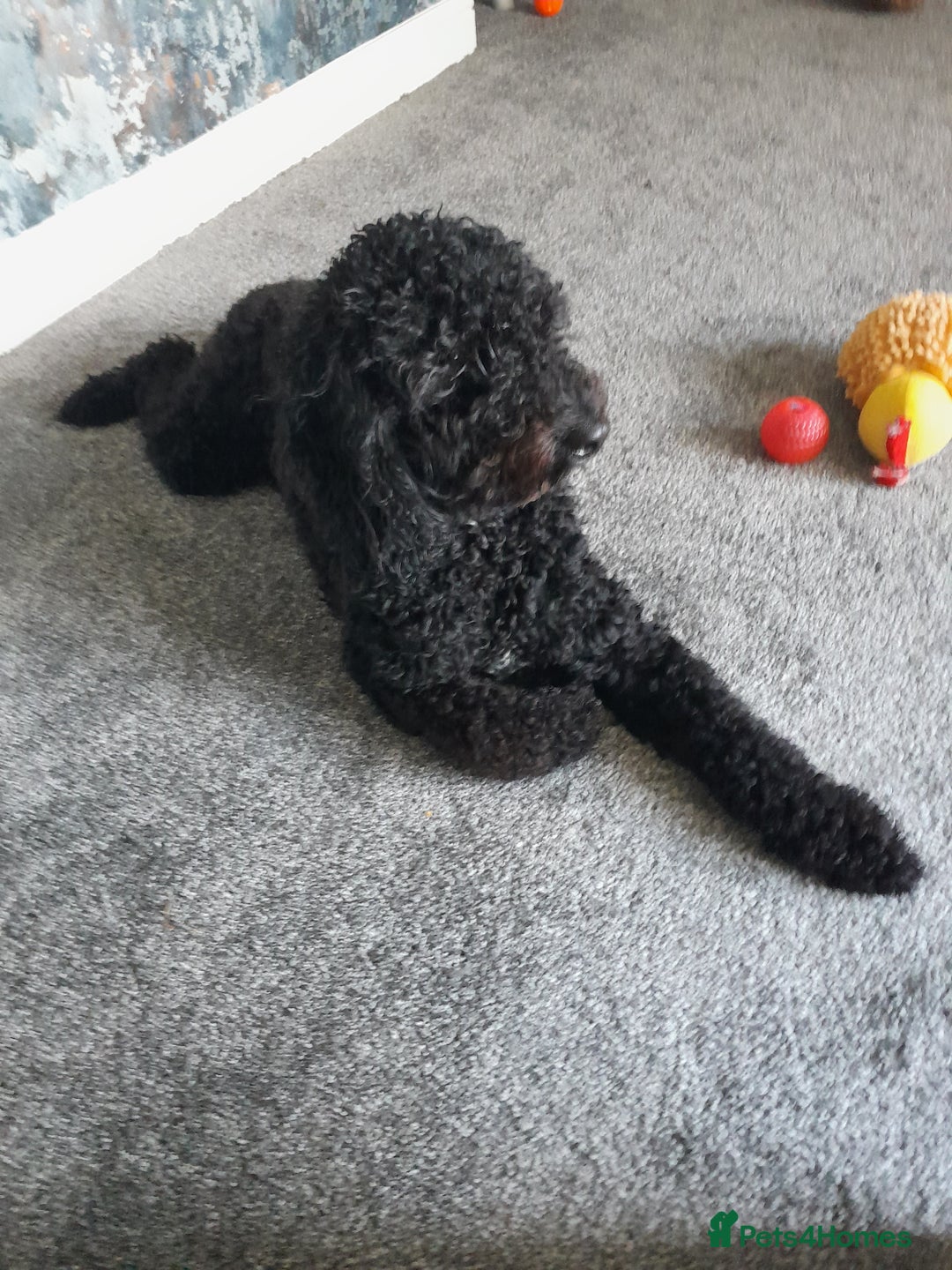Cockapoo dogs for sale: Cockapoo - Image 5