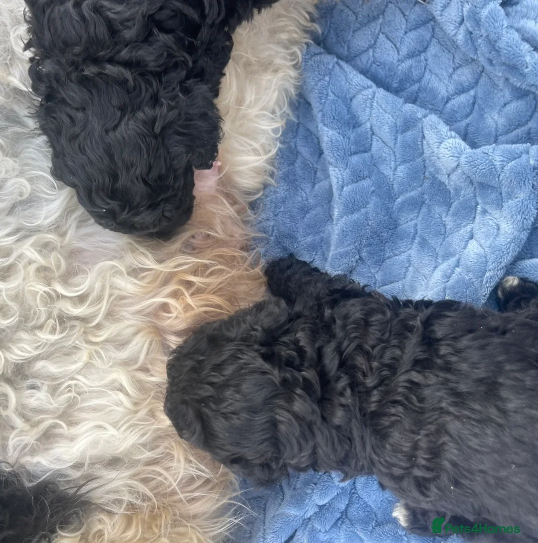 Cavapoo dogs for sale: STUNNING DNA TESTED CAVAPOOS - Advert 10