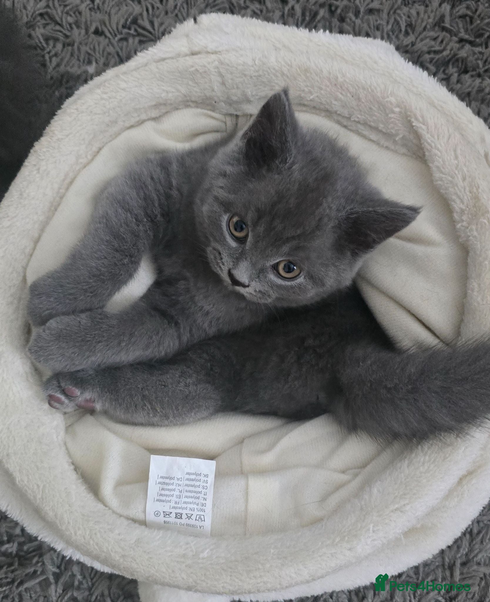 British Shorthair cats Ready to leave two purebred British ShorthairBoys. - Advert 4