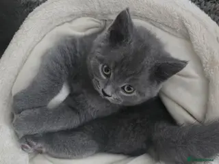 British Shorthair cats Ready to leave two purebred British ShorthairBoys. - Advert 4