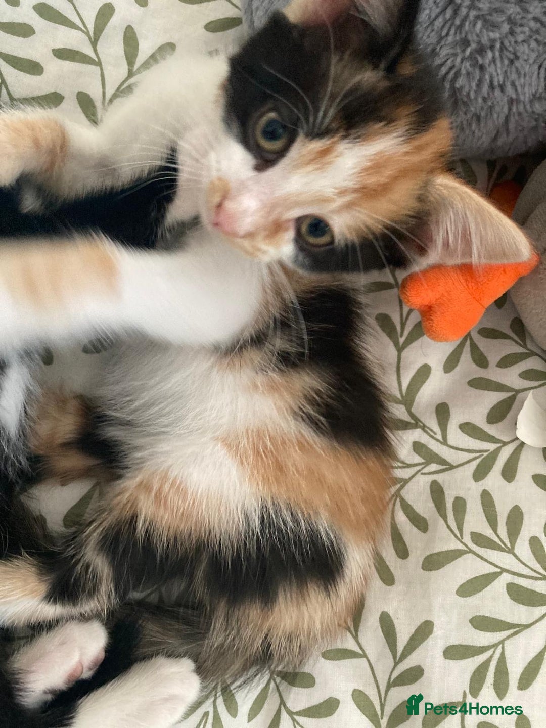 Mixed Breed cats for sale: Kittens ready now  - Advert 8