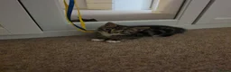 Mixed Breed cats for sale: Mixed breed - Advert 2