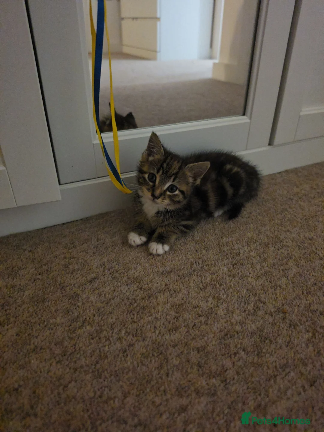 Mixed Breed cats for sale: Mixed breed - Advert 2