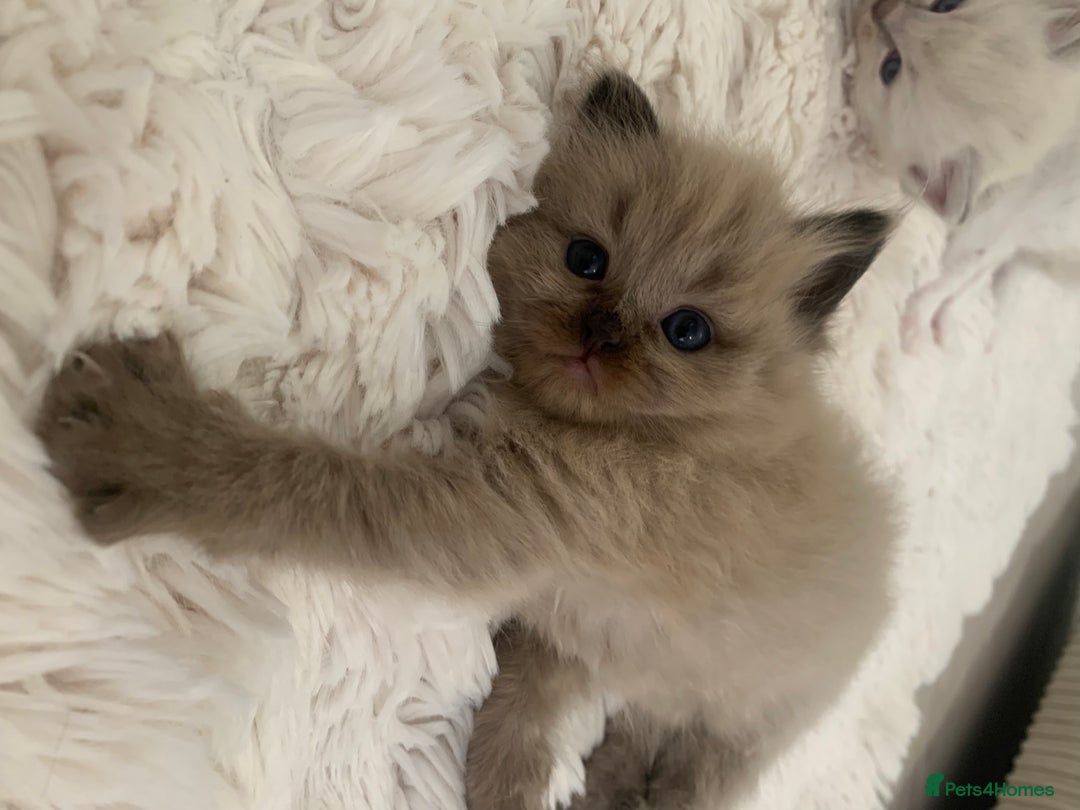 Ragdoll cats for sale: Ragdoll Kittens Male & Female - Image 21