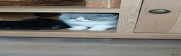 British Shorthair cats for sale: 5 GCCF REGISTERED KITTENS - Advert 19