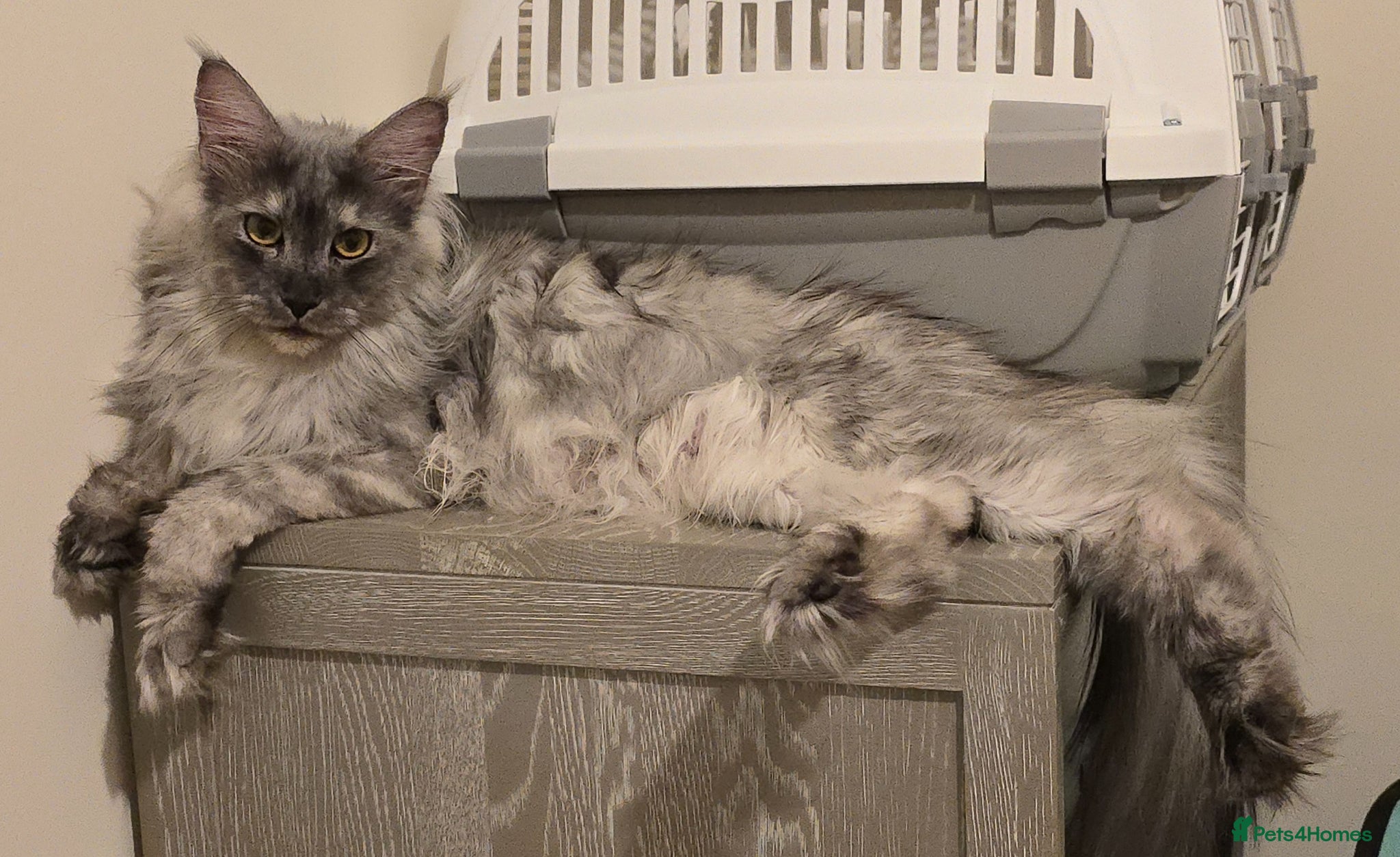 Maine Coon cats Maine Coon Kittens - Advert 1