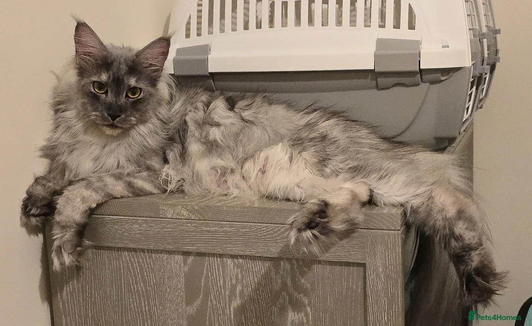 Maine Coon cats for sale: Maine Coon Kittens - Advert 1