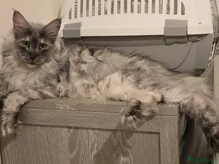 Maine Coon cats for sale: Maine Coon Kittens - Advert 1