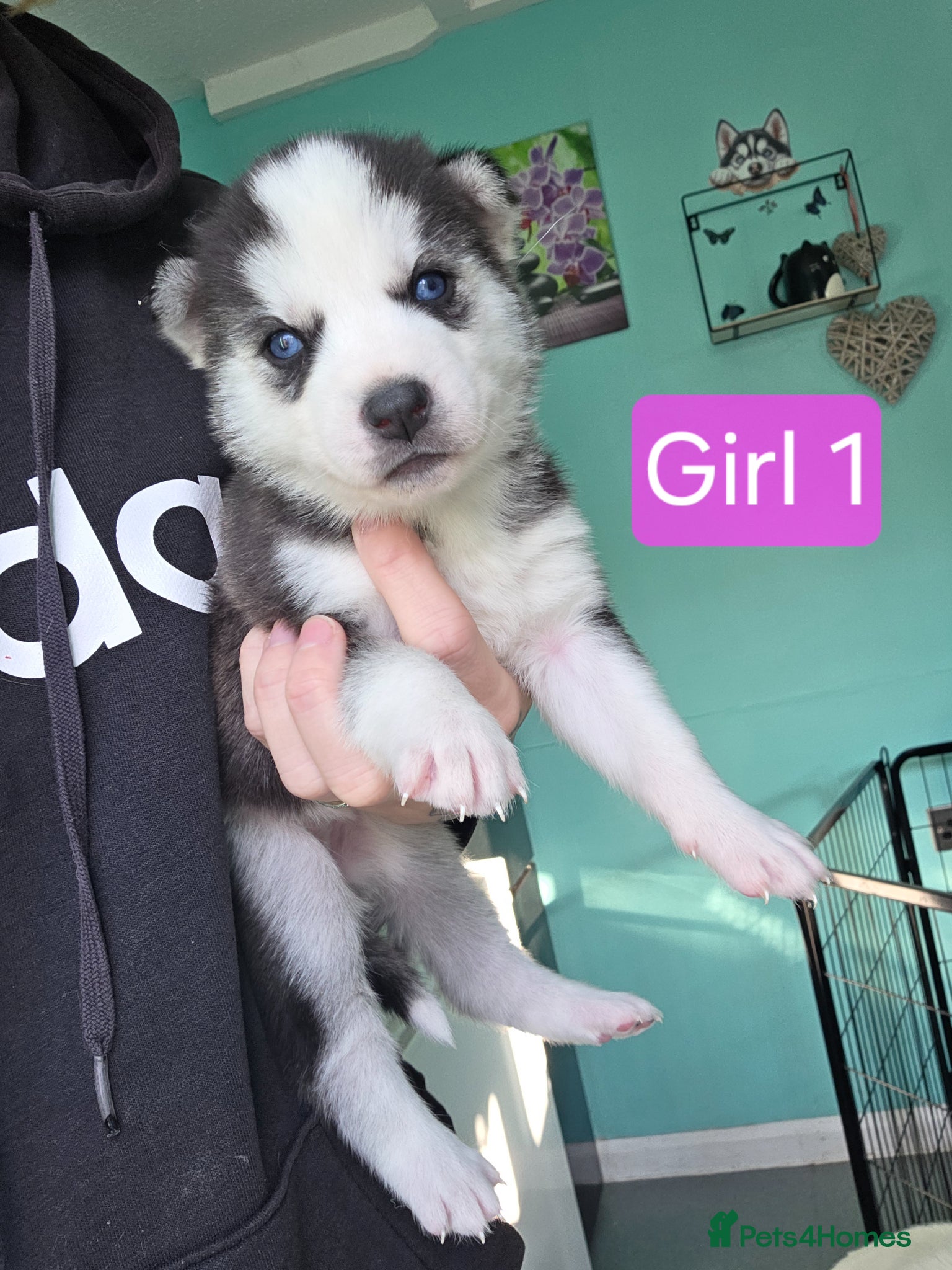 Siberian Husky dogs 5 left Beautiful Siberian husky pups  - Advert 8