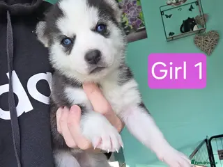 Siberian Husky dogs 5 left Beautiful Siberian husky pups - Advert 8