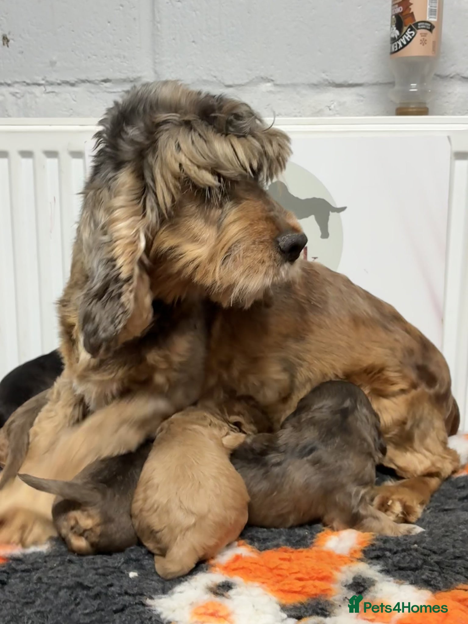 Cockapoo dogs for sale: 🌟 Stunning F1 cockapoo puppies 🌟 - Advert 2