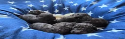 Cockapoo dogs for sale: 3 girl 2 boys May babies (July Home Time) - Advert 11