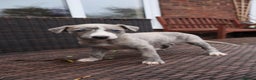 Whippet dogs for sale: KC registered Whippet pups - Advert 33